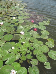 IMG_0158.jpg