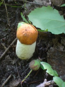 DSC02444.JPG