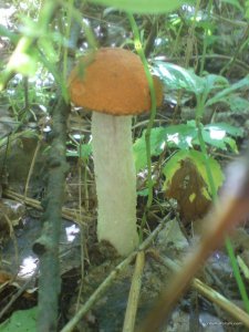 DSC02438.JPG