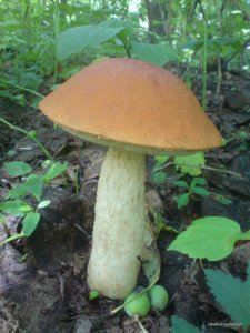 DSC02437.JPG