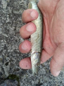 2016-06-18_12-43-54_275.jpg