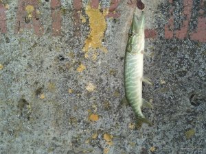 2016-06-18_12-53-28_997.jpg