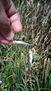 IMG_20160619_135026.jpg