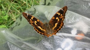 IMG_4265.JPG