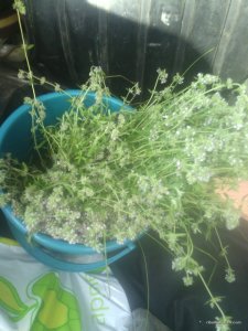 Копия IMG_20160620_164317.jpg