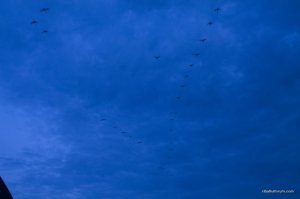 IMG_8901.jpg