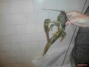Раки1.jpg