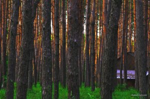 DSC_0360.JPG