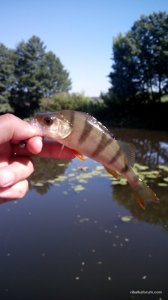 IMG_20160627_091056.jpg