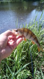IMG_20160703_103126.jpg
