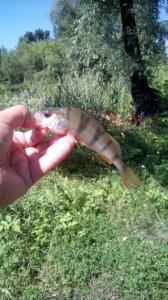 IMG_20160703_101333.jpg