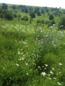 IMG_20160703_101839.jpg