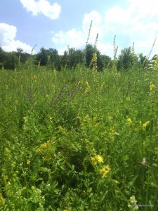 IMG_20160703_114836.jpg
