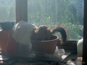 Белочка осваивает балкон_06.jpg