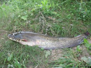 IMG_0165.jpg