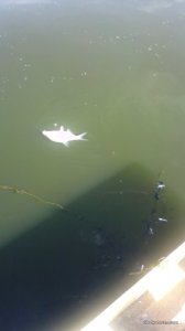 IMG_20160710_154017.jpg