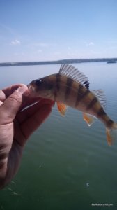 IMG_20160710_101058.jpg