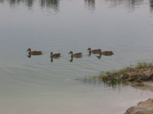 IMG_2850.JPG