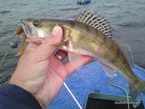 IMG_20160710_052936.jpg