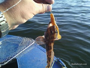 IMG_20160709_190924.jpg