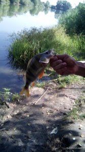 IMG_20160717_101418.jpg