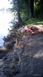 IMG_20160717_110644.jpg