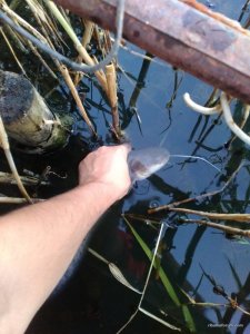 IMG_20160712_205335.jpg