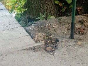 IMG_20160713_052953.jpg