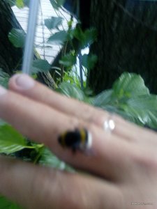 IMG_20160713_201437.jpg