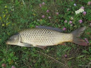 IMG_0214.JPG