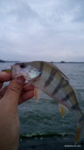 IMG_20160724_084336.jpg