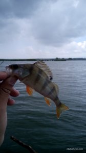 IMG_20160724_123241.jpg