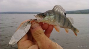 DSC_1126.JPG