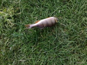 IMG_20160724_111615.jpg