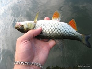 IMG_0985.JPG