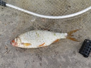 IMG_0011.JPG
