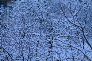 IMG_2451.JPG