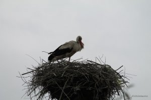 IMG_3360.JPG