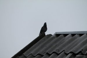 IMG_2447.JPG