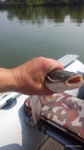 IMG_20160728_102339.jpg