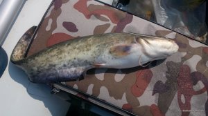 IMG_20160728_102328.jpg