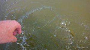 IMG_20160728_092447.jpg