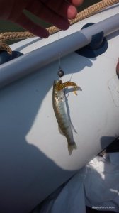 IMG_20160728_123604.jpg
