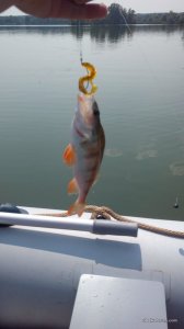 IMG_20160728_110537.jpg