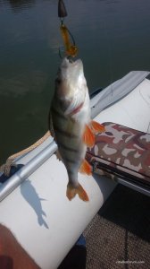 IMG_20160728_132044.jpg
