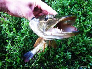 IMG_3935.JPG