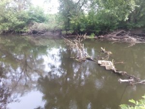 IMG_20160731_074135.jpg