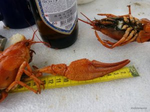 IMG_20160731_122943.jpg