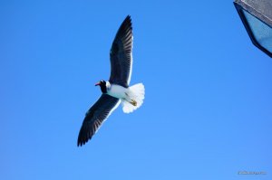 DSC03960.JPG