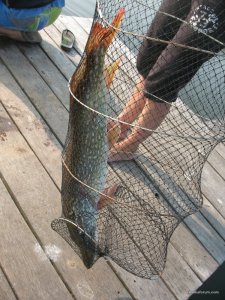 IMG_0220.jpg